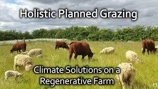 Holistic Planned Grazing - climate solutions on the regenerative farm