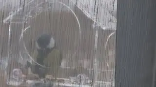 Синички у дома