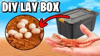 DIY Lay/Dig Box for Bearded Dragons