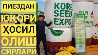 Пиёздан ЮҚОРИ ҲОСИЛ олишда - ЭНГ ЗАРУР бўлган маслахатлар.
