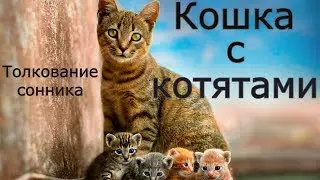 Кошка с котятами - толкование сонника