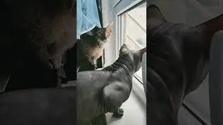 # юмор
