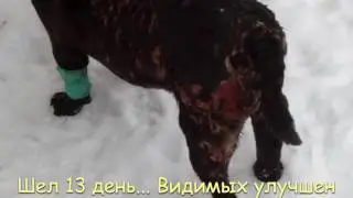 Наш пес Лаки, выздоравливает...