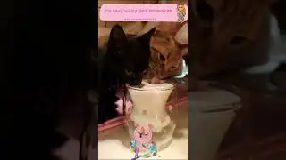 как оставить хозяйку без ужина