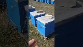 🐝🍯
