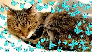 Cute Cate Purring Sleeping ASMR