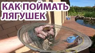 Loud frogs? - We show you how to catch them in a pond.