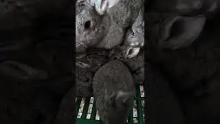 Зайки Милашки 