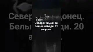 Северский Донец. Белые лебеди. 20 августа.  Не описуемая красота.