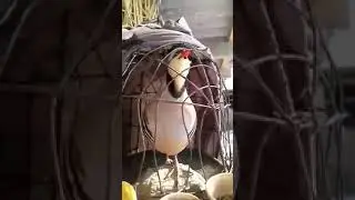 Кавги шикори маст😝😝