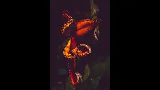 octopus features | facts