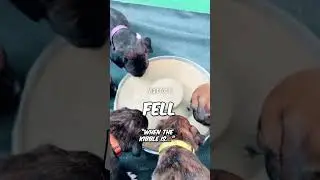 She made her puppies mush but one got too excited 😅