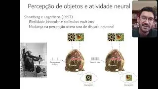 Aula 07 - Percepção de cenas, objetos e faces (parte 3)
