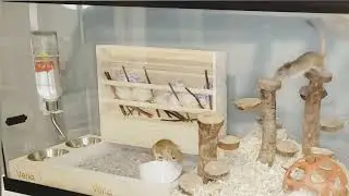 2024 Combination of hay feeder & litter box & bowls which is necessary for rabbits