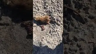 Охота на крыс с трофейным гранатомётом. Как в городки...