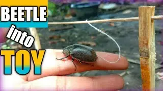 DIY Unlimited Rounding Beetle(salagubang)