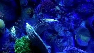 Under water animals