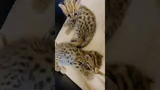 Aziatskaya🐆 Азиатская Кошка #алк #азиатскаякошка Азиатскийлеопард #леопард#дикиекошкидлядома#travel