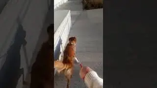 Кто цветёт в декабре?! Смотрите  скорей! Напишите как они называются!