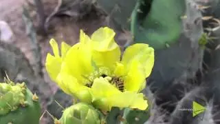 The Bees and the Cactus