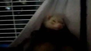 my verry fat ferret bandet