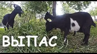 Выпас. Различные способы выпаса коз.