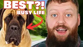 Best Dog Breeds For A Busy Lifestyle