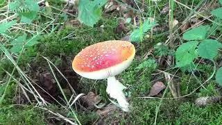 Autum in the forest 2018 HD nieuw
