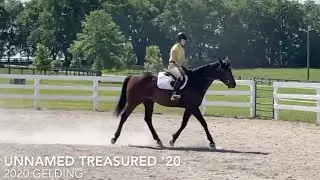 Unnamed Treasured '20 - Walk/Trot