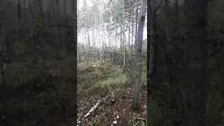 Белый гриб берёзовый (Boletus betolicola)