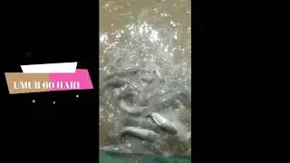 REVIEW KOLAM IKAN LELE - BUDIDAYA IKAN LELE 