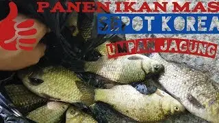 INI DIA IKAN PALING DI CARI DAN DI BURU di korea