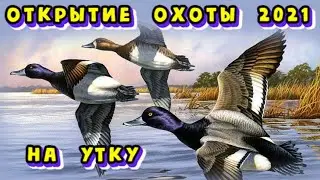 Открытие охоты 2021 на утку