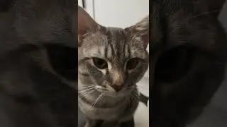 яся мурчит