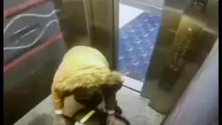 Случай в лифте