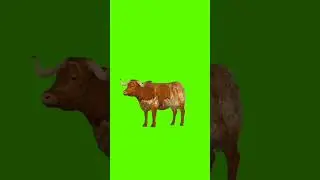 Biggest Bull Eating Green Screen Short Video
