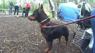 Первая всепородная выставка Бэтмена