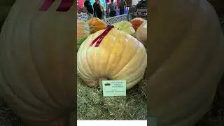 HOPKINTON STATE FAIR ~ CONTOOCOOK, NH (Part 4)  8/29- 9/2, 2024 #statefair #newhampshire