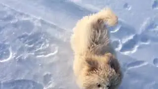ASMR poochon in winter - cute dog attack!