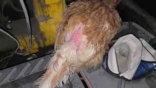 Lost Chicken