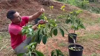 Removiendo las frutas de los arboles de persimmon injertados.