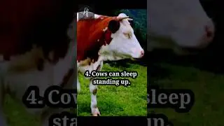 Facts About Animals 😍| Planet falls