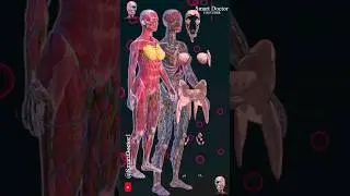 Female Anatomy and Fat Distribution ✨‍♀️