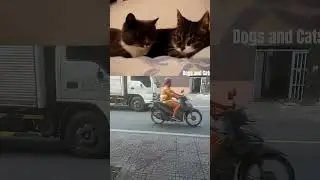 Video of two cats talking to each other😸😺😼
