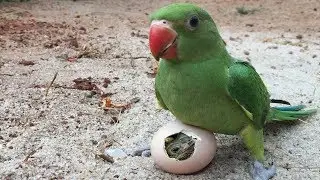 green parrot eating with patham