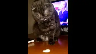Кот ест йогурт
