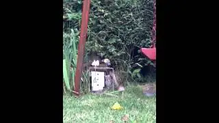 Hw 100 vs air arms s200