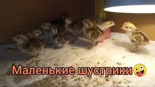 Доброй ночи от Виргинских перепелят❤