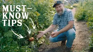 IT WORKED! Our Must-Know Tips for Growing Tomatoes in a Cold Climate