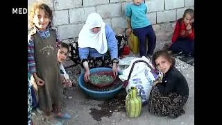 Medamed21 Kar û barê Gund li ser darê qizwanê